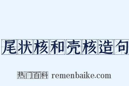 尾状核和壳核造句是什么意思的图片